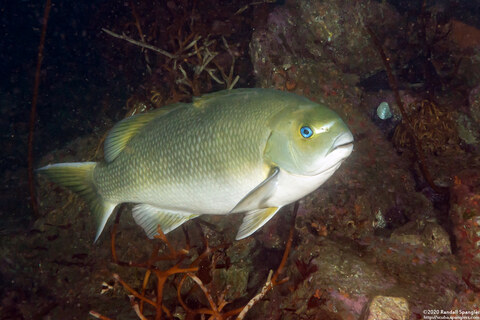 Girella nigricans (Opaleye)