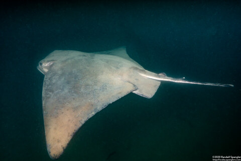 Myliobatis californica (Bat Ray)