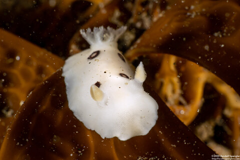 Diaulula sandiegensis (San Diego Dorid)