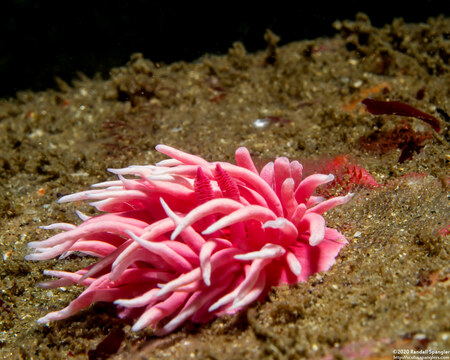 Okenia rosacea (Hopkins' Rose Nudibranch)
