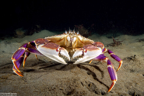 Metacarcinus gracilis (Graceful Crab)
