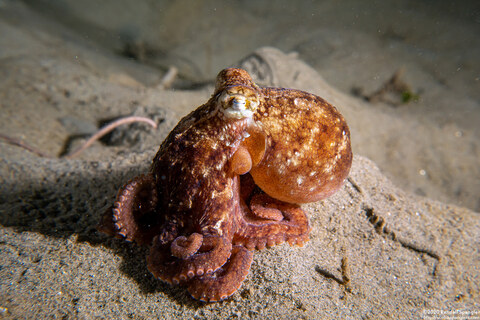 Octopus rubescens (Red Octopus)