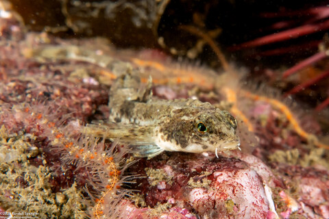 Odontopyxis trispinosa (Pygmy Poacher)
