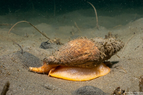 Megasurcula carpenteriana (Carpenter's Turrid)