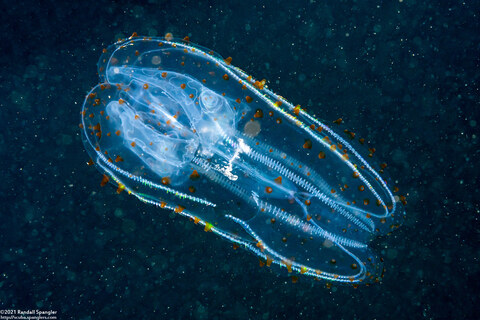 Leucothea pulchra (Leucothea Pulchra)