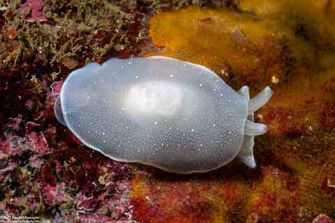 Berthella chacei (White Berthella)