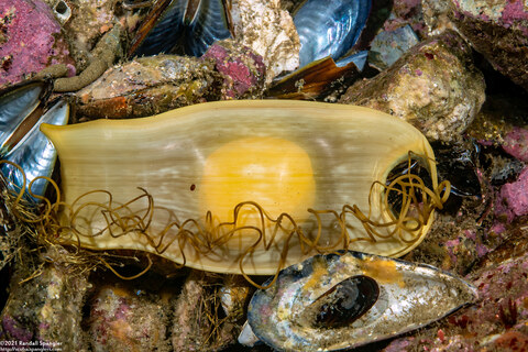 Cephaloscyllium ventriosum (Swell Shark)
