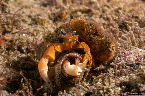 Pagurus retrorsimanus (Pagurus Retrorsimanus)