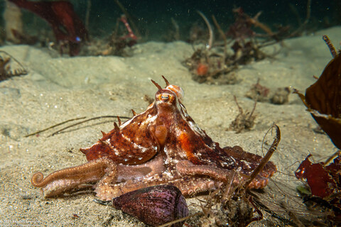 Octopus rubescens (Red Octopus)