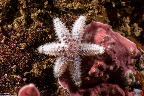 Leptasterias hexactis (Six-Arm Star)