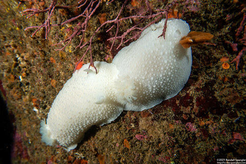Doris odhneri (White Knight Dorid)