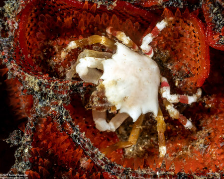 Pugettia foliata (Foliate Kelp Crab)