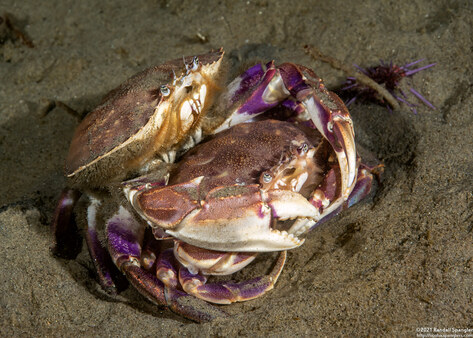 Metacarcinus gracilis (Graceful Crab)
