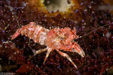Spirontocaris lamellicornis (Dana's Blade Shrimp)