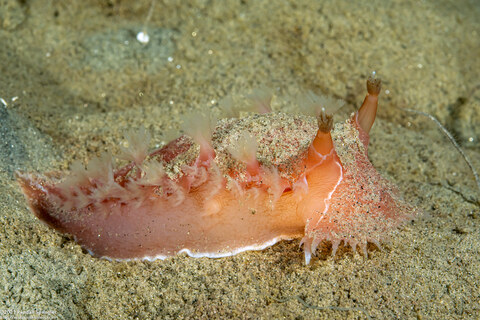 Tritonia tetraquetra (Pink Tritonia)