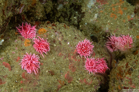 Okenia rosacea (Hopkins' Rose Nudibranch)