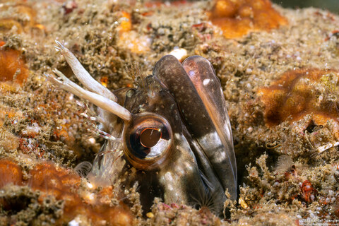 Neoclinus uninotatus (Onespot Fringehead)