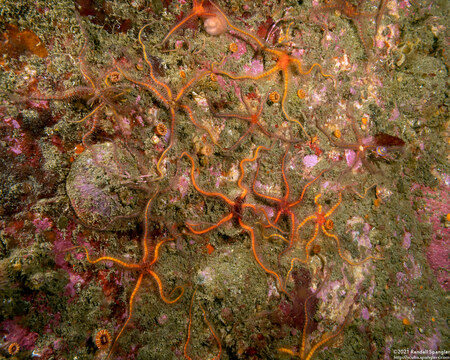 Ophiothrix spiculata (Spiny Brittle Star)