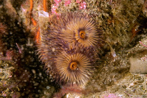 Bispira sp.4 (Bispira sp.4)