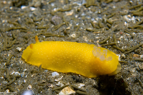 Doriopsilla fulva (White-Speckled Dorid)