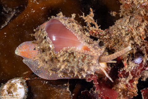 Hespererato vitellina (Appleseed Snail)