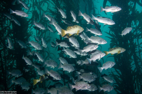 Sebastes mystinus (Blue Rockfish)