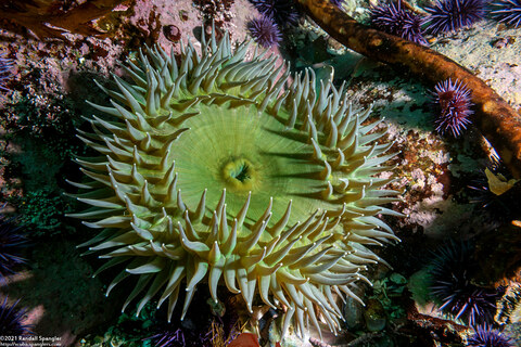 Anthopleura xanthogrammica (Giant Green Anemone)