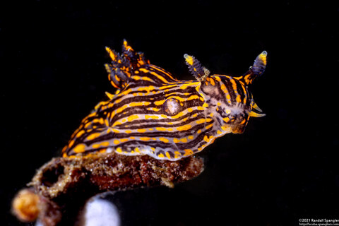 Polycera atra (Black Dorid)