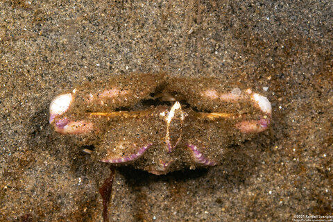 Latulambrus occidentalis (Sandflat Elbow Crab)