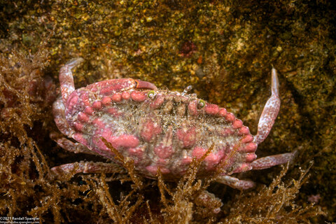 Cancer productus (Red Rock Crab)