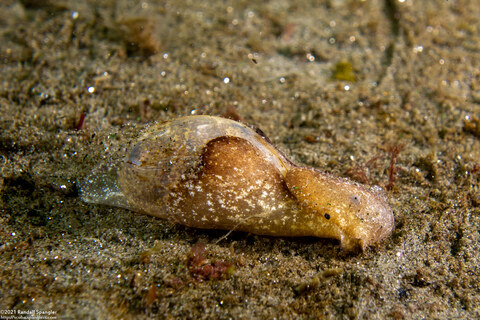 Haminoea vesicula (White Bubble Snail)