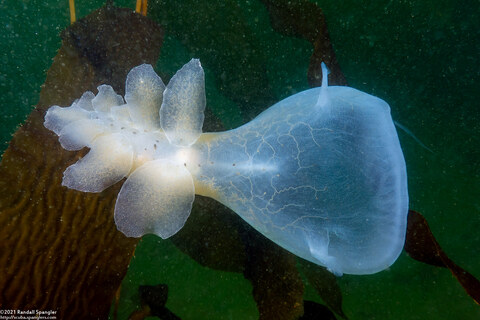 Melibe leonina (Lion's Mane Nudibranch)