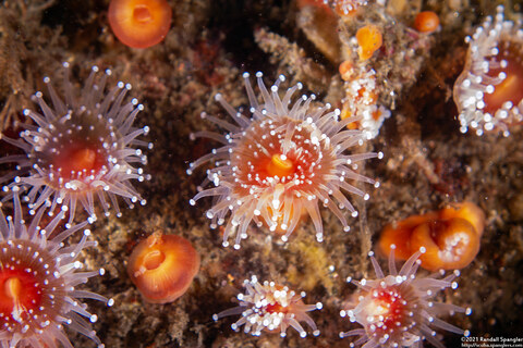 Corynactis californica (Club-Tipped Anemone)