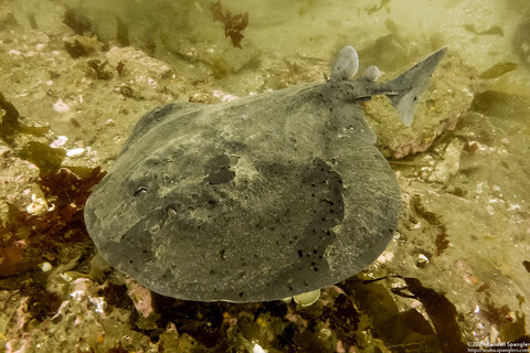 Tetronarce californica (Pacific Electric Ray)