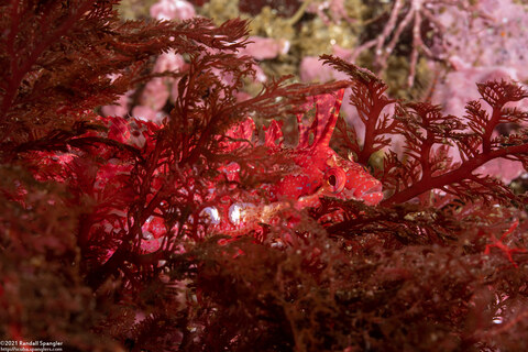 Gibbonsia montereyensis (Crevice Kelpfish)