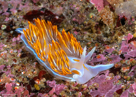Hermissenda crassicornis (Hermissenda Crassicornis)