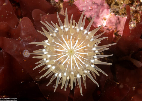 Epiactis prolifera (Proliferating Anemone)