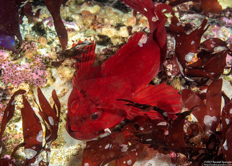 Scorpaenichthys marmoratus (Cabezon)