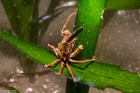 Pugettia richii (Cryptic Kelp Crab)