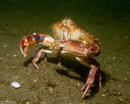 Cancer productus (Red Rock Crab)
