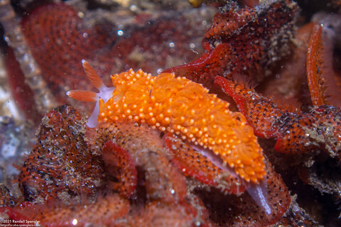 Anteaeolidiella oliviae (Olive's Aeolid)