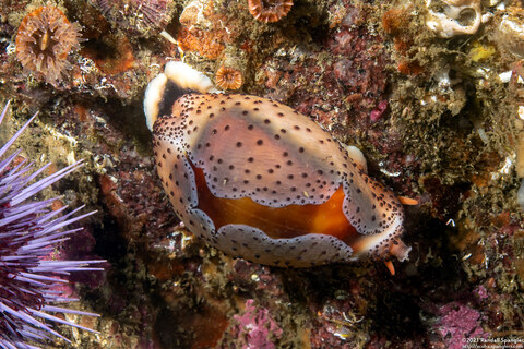 Neobernaya spadicea (Chestnut Cowry)