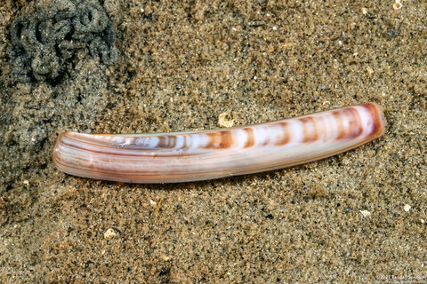 Ensis californicus (California Razor Clam)
