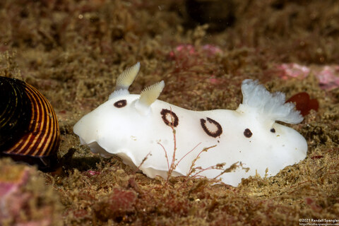 Diaulula sandiegensis (San Diego Dorid)