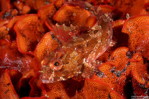 Scorpaenichthys marmoratus (Cabezon)