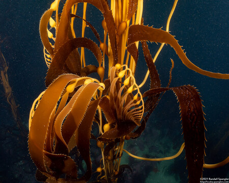 Macrocystis pyrifera (Giant Kelp)
