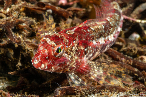 Orthonopias triacis (Snubnose Sculpin)