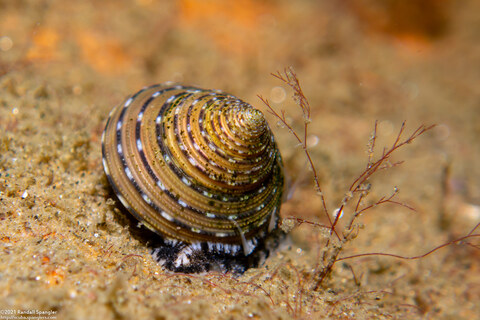 Calliostoma tricolor (Three-Colored Top Shell)