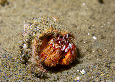 Pagurus armatus (Blackeyed Hermit Crab)