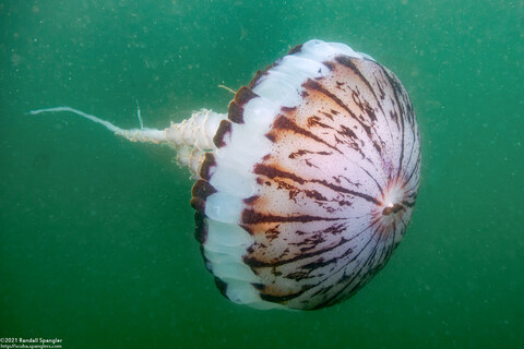 Chrysaora colorata (Purple-Striped Jelly)
